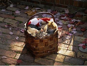 《使命召唤：战区》开发商Raven 一年内员工人数增长了50%